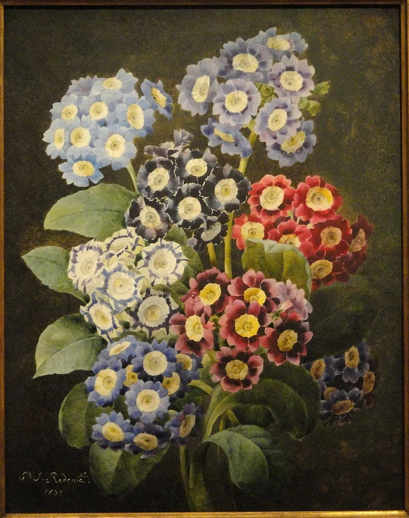 Un Bouquet di Auriculas - National Gallery of Art, Washington